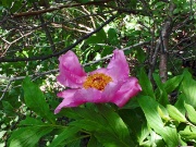 61 Peonia officinalis